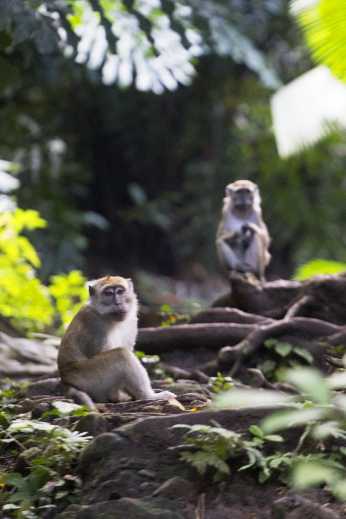 Monkeys of Bongao Peak