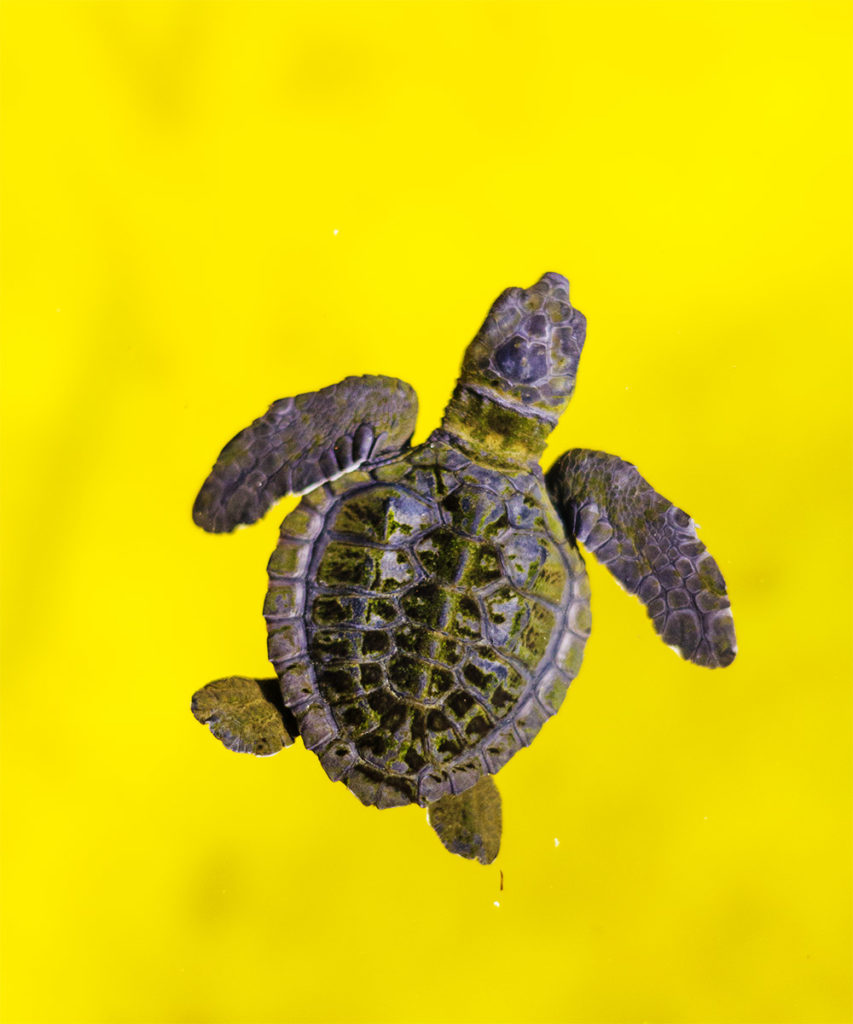 Baby turtle in Maitum