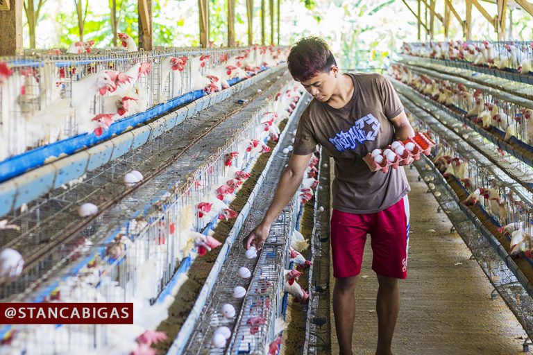 San Jose, leading the poultry industry in Batangas STAN CABIGAS
